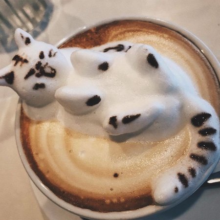 z3d-cat-in-cappuccino.jpg