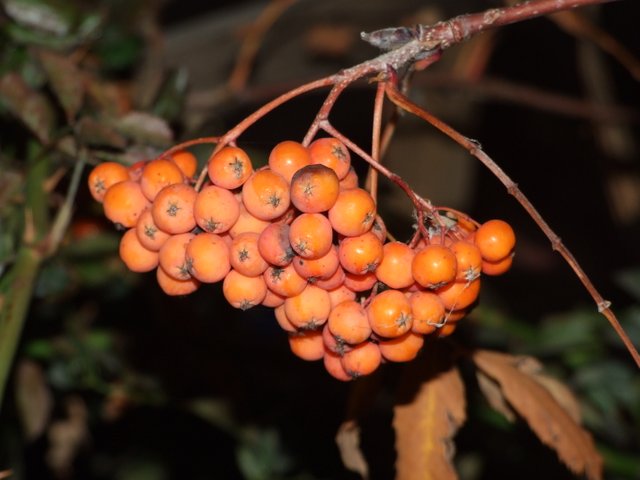 DSCF5558.JPG