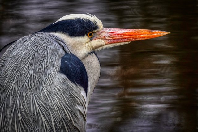 heron-6129798_1920.jpg