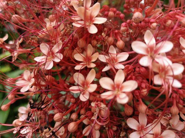 6 Clerodendrum paniculatum L 1.jpg