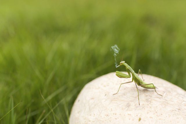 praying-mantis-ga2186779b_1920.jpg