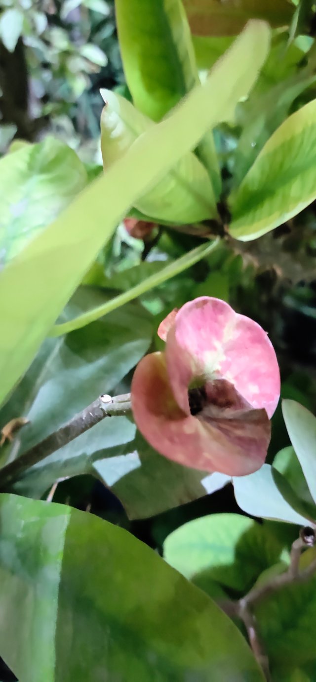 IMG_20210604_200807.jpg