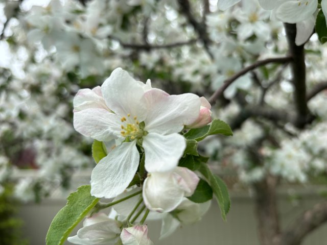 IMG_2823.jpeg