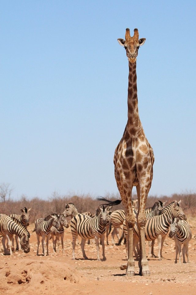 giraffe-8054174_1280.jpg