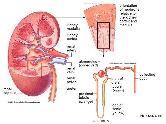 kidney.jpg