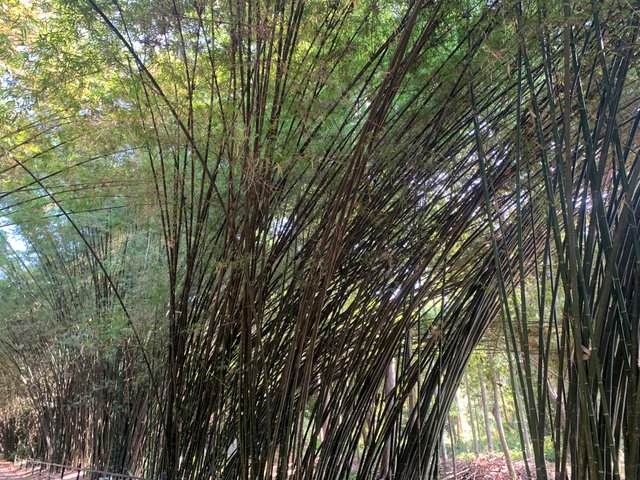 Bamboo Tunnel18.jpg