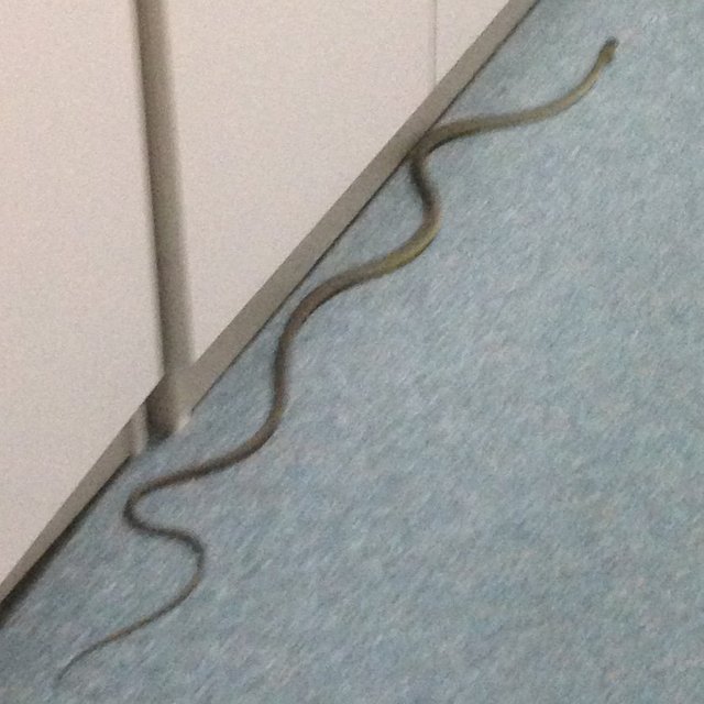 snake-in-office.jpg