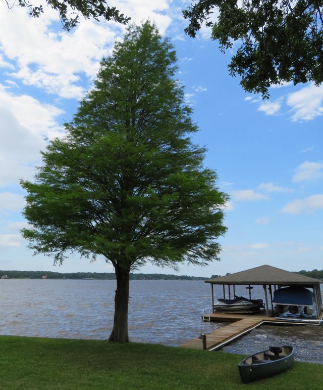 LakeTree4.JPG