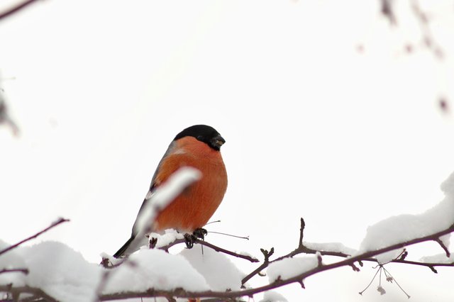 Eurasian bullfinch__MG_3175.jpg