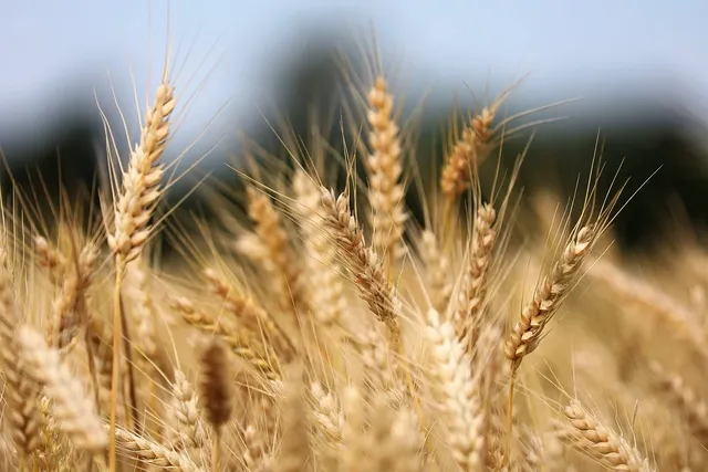 wheat-8087042_1280.webp