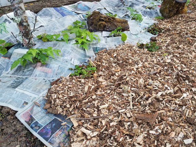 sheet-mulching-with-paper.jpg