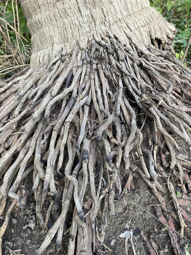close-up-root-coconut-tree-212308873.jpg
