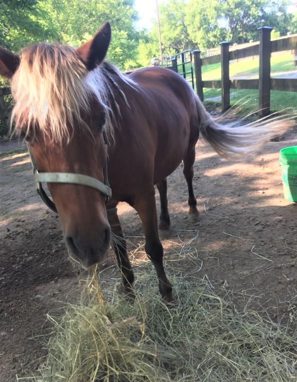 horse hay Pokagon (2).png