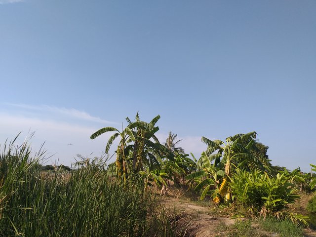 countryside view4.jpg