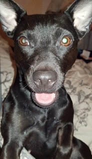 Luna in heat.jpg