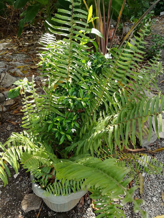 Fiddlehead Fern Facts, Health And Wellness Benefits & Dietary Value