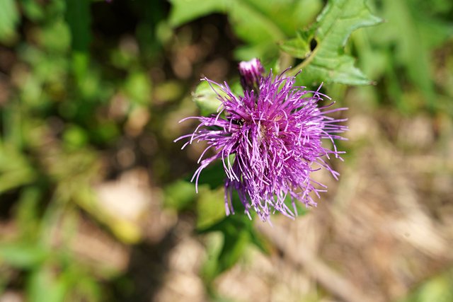 b-DSC07488.JPG
