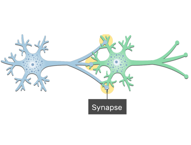 Synapse-General-Structure-of-a-Neuron-Synapse-726x550.png