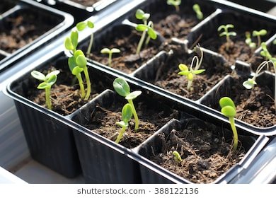 seedlings-spring-on-terrace-flower-260nw-388122136.jpg