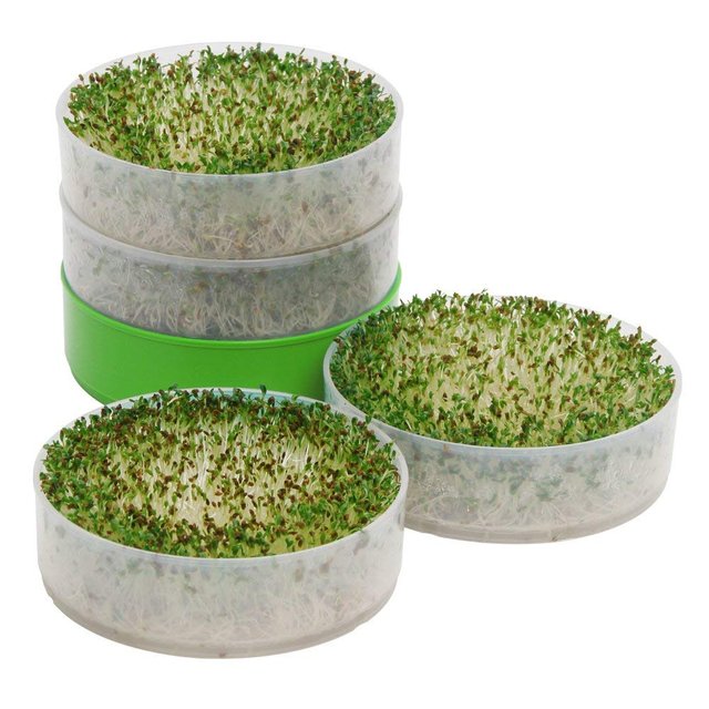 alfalfa sprouts.jpg