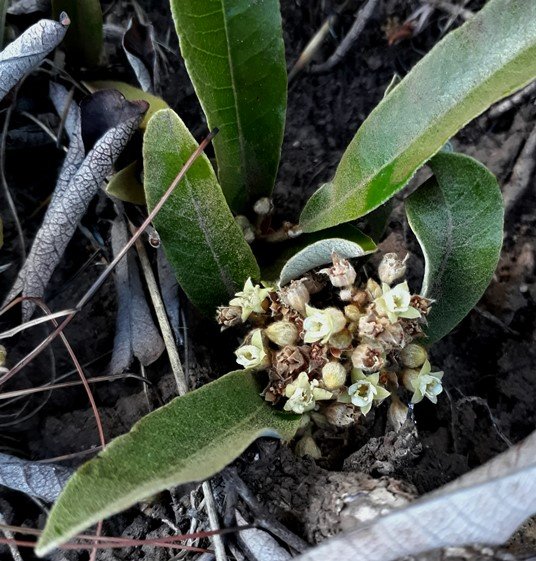 Mobola plum flowers.jpg