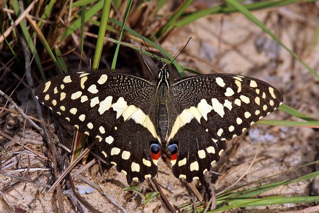 Citrus_swallowtail_Christmas_butterfly_(Princeps_papilio_demodocus)_04.jpg