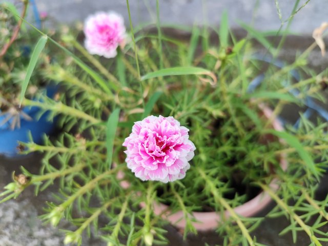 IMG_20250619_121636.jpg
