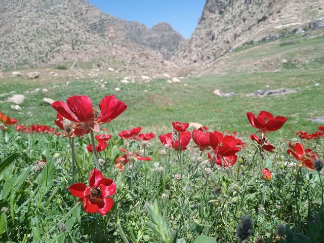 6Frühling in Kurdistan.jpg