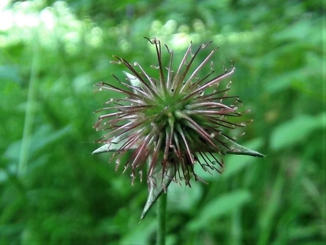 Wood-Avens-15.jpg