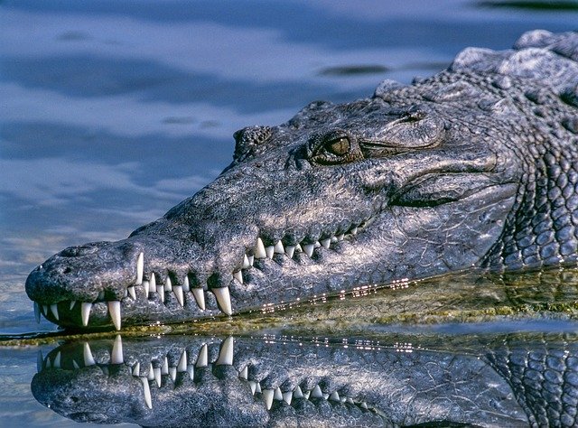 crocodile-1851313_640.jpg