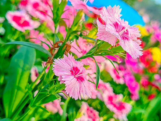 LMC_20250122_153752_🌈Color boost by Riyan .jpg