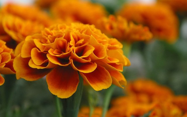 marigold-pictures.jpg