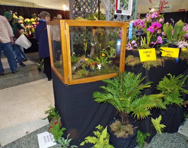 Orchid Show13 crop February 2020.jpg