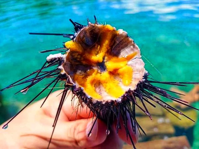 sea urchin.jpg