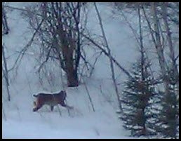 Lynx running into bush at side of road.JPG