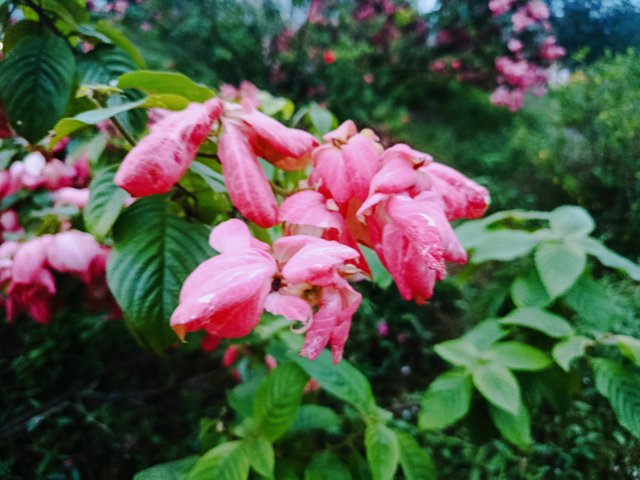 IMG_20250713_184337.jpg