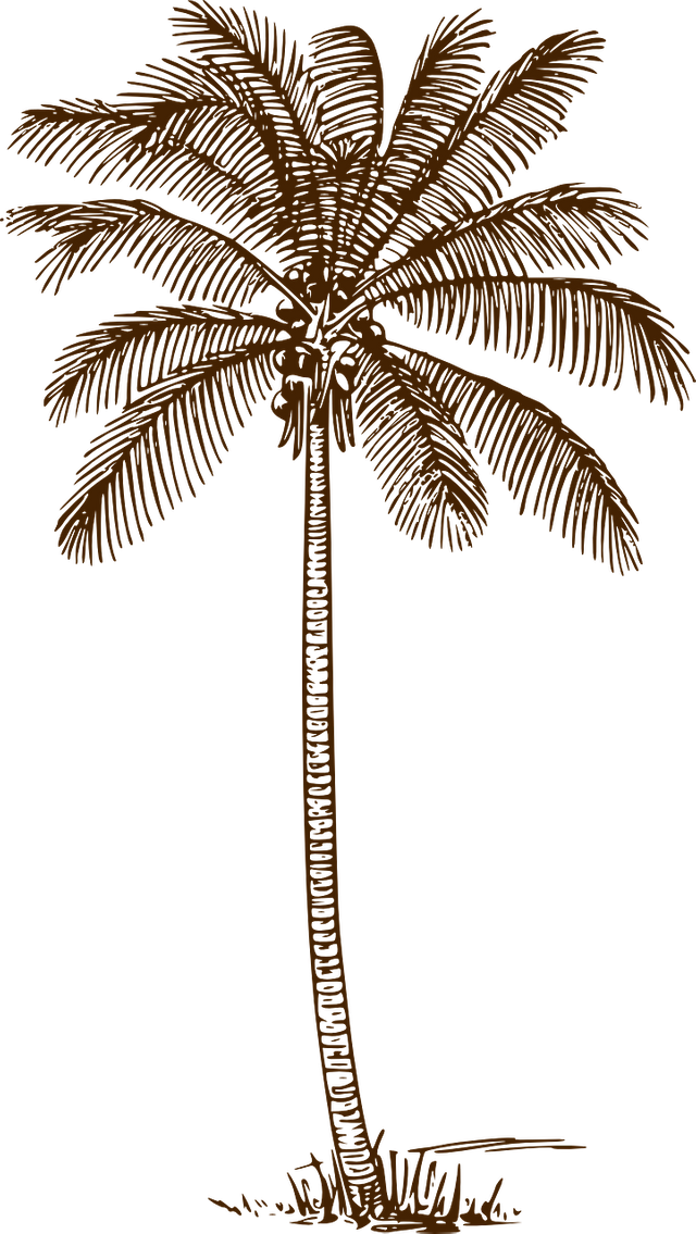 palm-tree-295240_1280.png