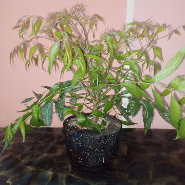 IMG_20250819_180457_975.jpg
