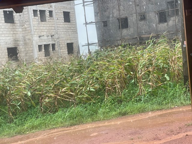IMG_3088.jpeg