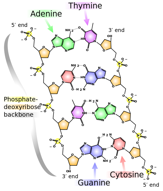 DNA_chemical_structure.svg.png