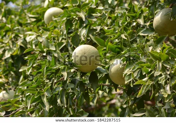 aegle-marmelos-indian-bael-fruit-600w-1842287515.webp