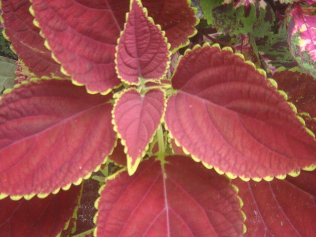 2Coleus.JPG