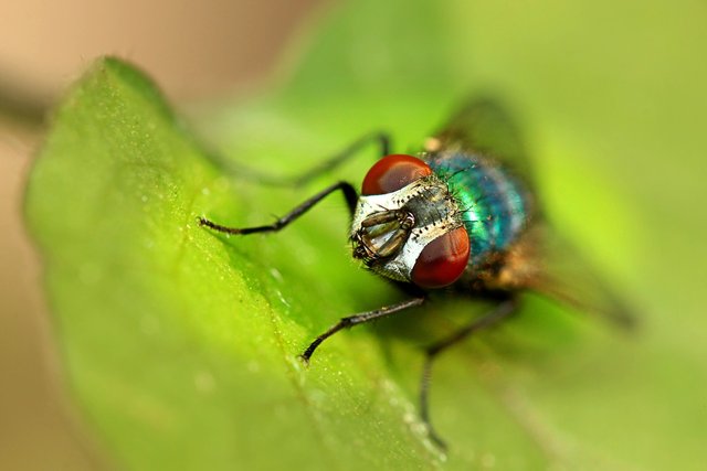 fly-7168300_1280.jpg