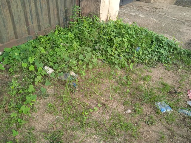 IMG_20250418_074943.jpg