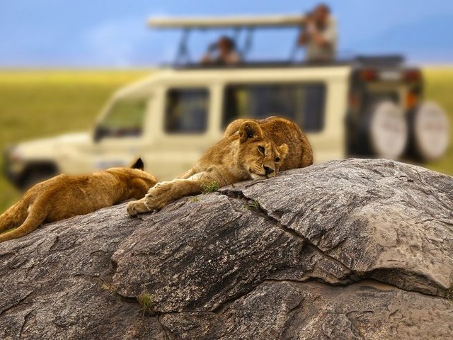Best tips for Serengeti African safari tours.jpg