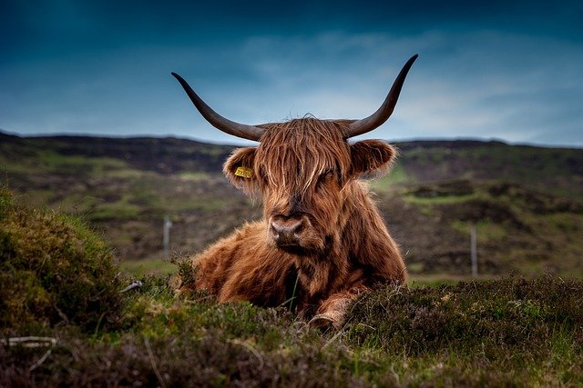 cattle-192976_640.jpg