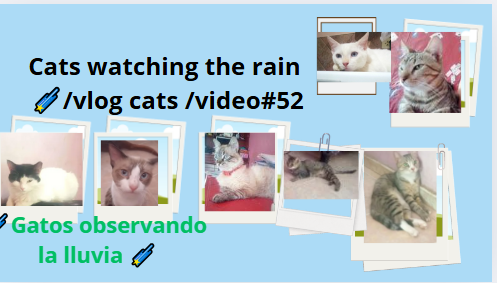 7,gatos.PNG