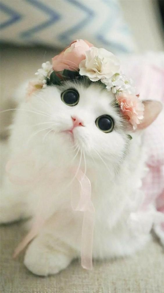 Beautiful #cats.jpeg