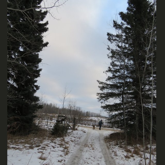 Don walking Bruno at the head of the lane towering spruce litlle pink in clouds from sunrise.JPG