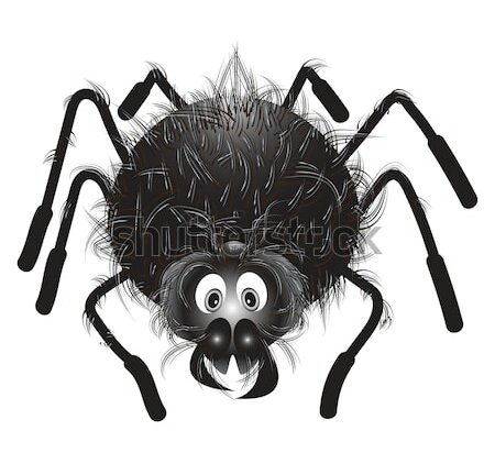 spiderfunny-hairy-black-spider-on-450w-448736317-1.jpg